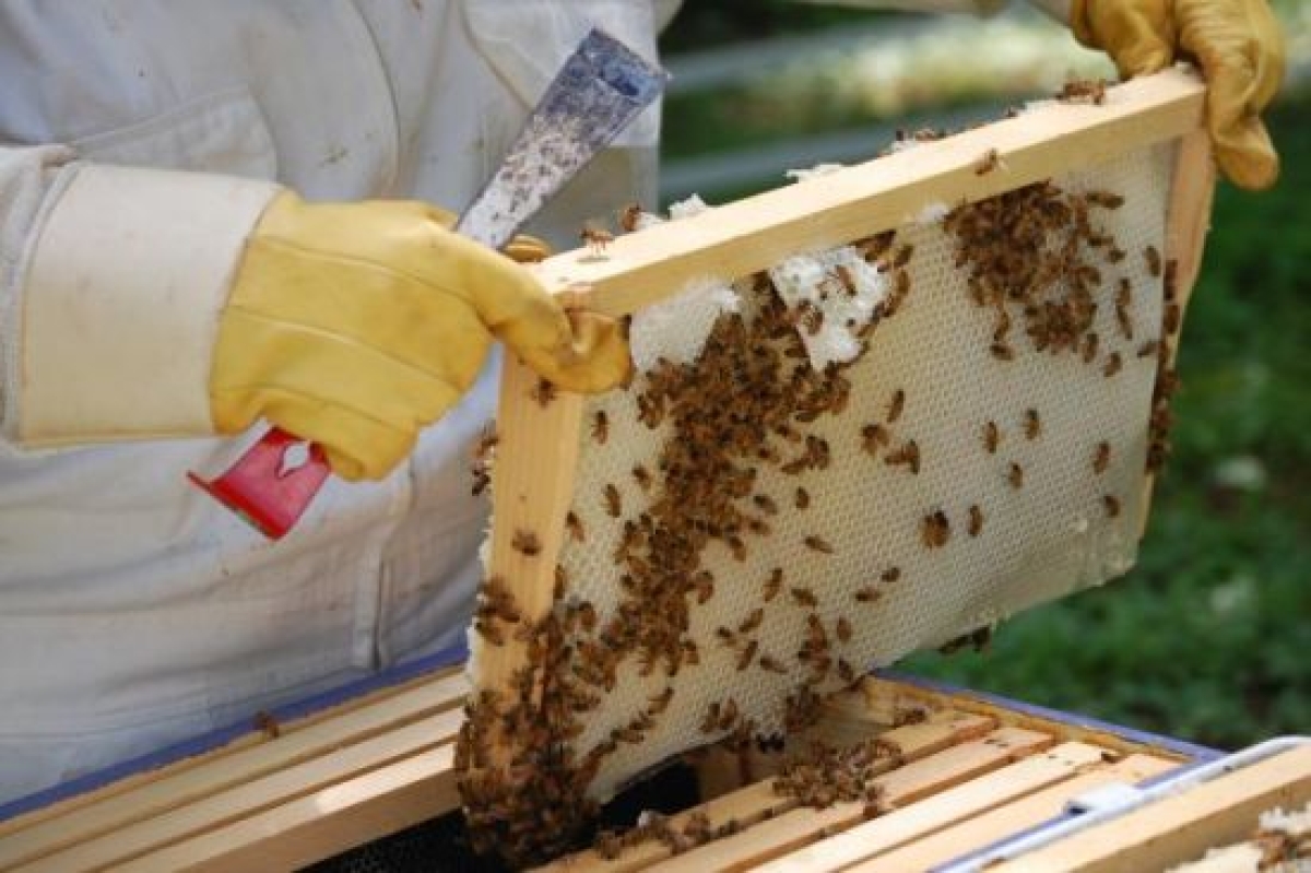 Εκλογές στο Σύλλογο Μελισσοκόμων Αιτωλοακαρνανίας (Τετ 15/12/2021 19:30)