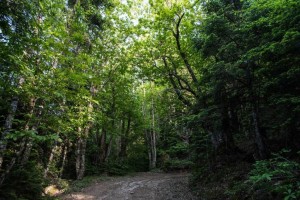 Εκπαιδευτική επίσκεψη απο σχολεία της περιοχής στο καστανόδασος του Άνω Κερασόβου (Πεμ 9 - Παρ 10/10/2025)