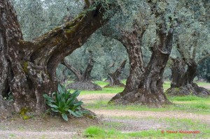 Ημερίδα – εκπαίδευση στο Νεοχώρι Μεσολογγίου για έξυπνα αγροκτήματα βιολογικής ελιάς (Πεμ 22/5/2025 11:00 πμ)