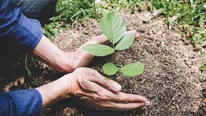 Δράση δενδροφύτευσης στο Αιτωλικό την Κυριακή 30/3/2025 11:00 π.μ.