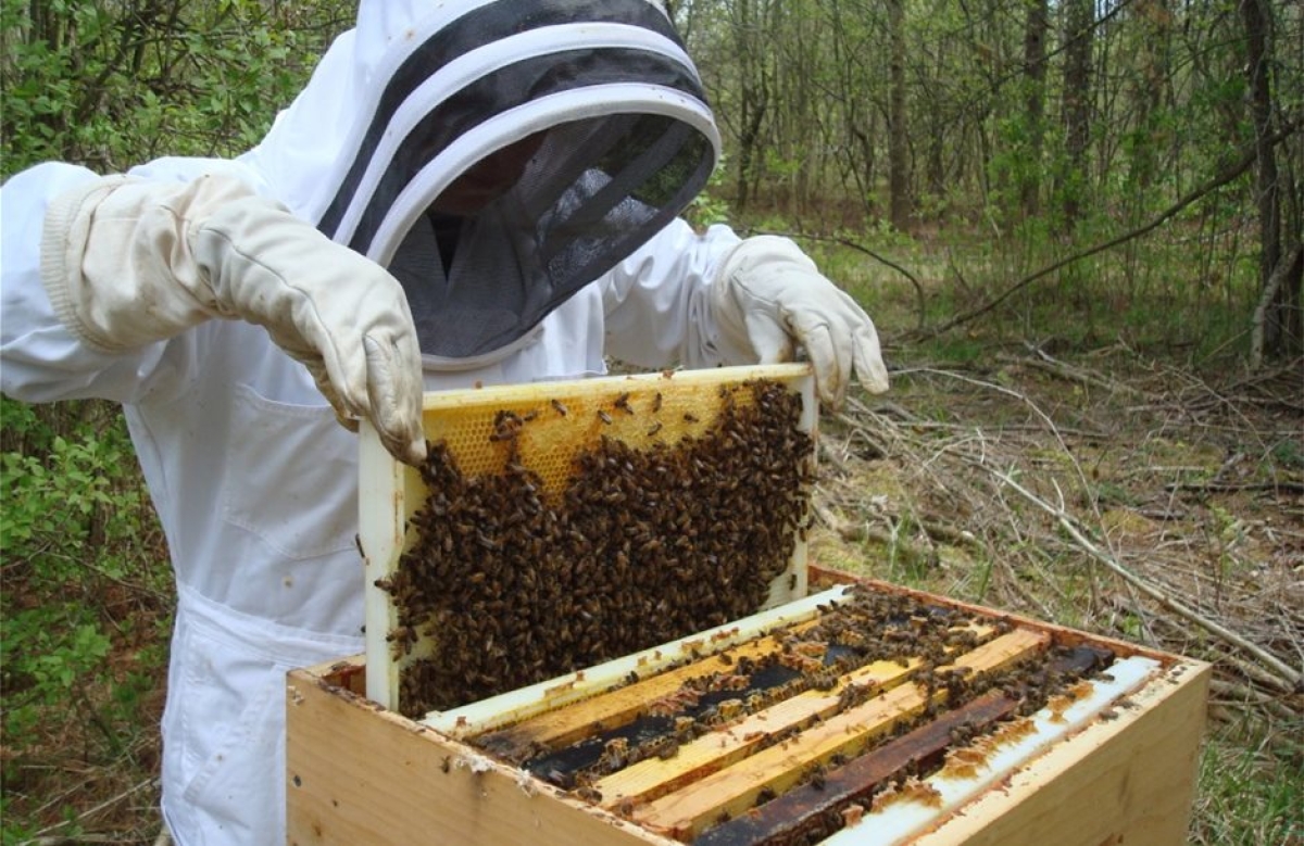 Δωρεάν κατάρτιση μελισσοκομίας στο Μεσολόγγι για νέους αγρότες (Δευ 13 - Πεμ 16/12/2021)