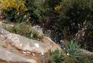 Αγρίνιο: Δράση καθαρισμού στο Δασύλλιο του Αγίου Χριστοφόρου την Κυριακή 18 Απριλίου